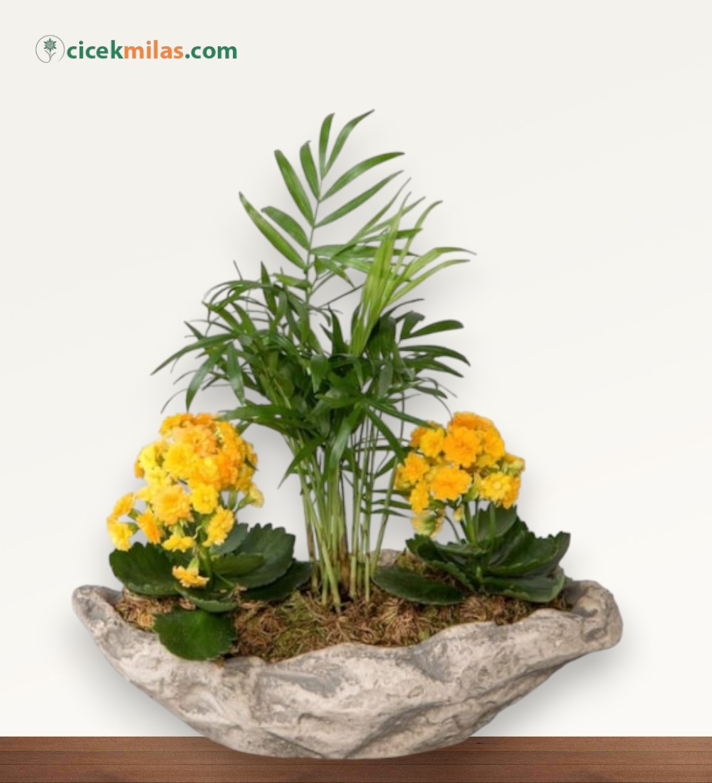 Kayık Saksıda Sarı Kalanchoe Ve Chamadore