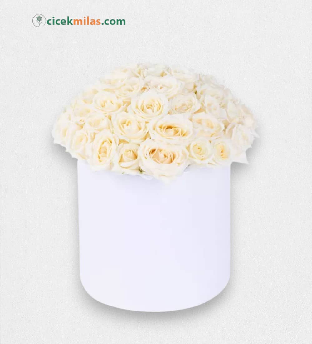 Beyaz Kutuda 51 Beyaz Gül